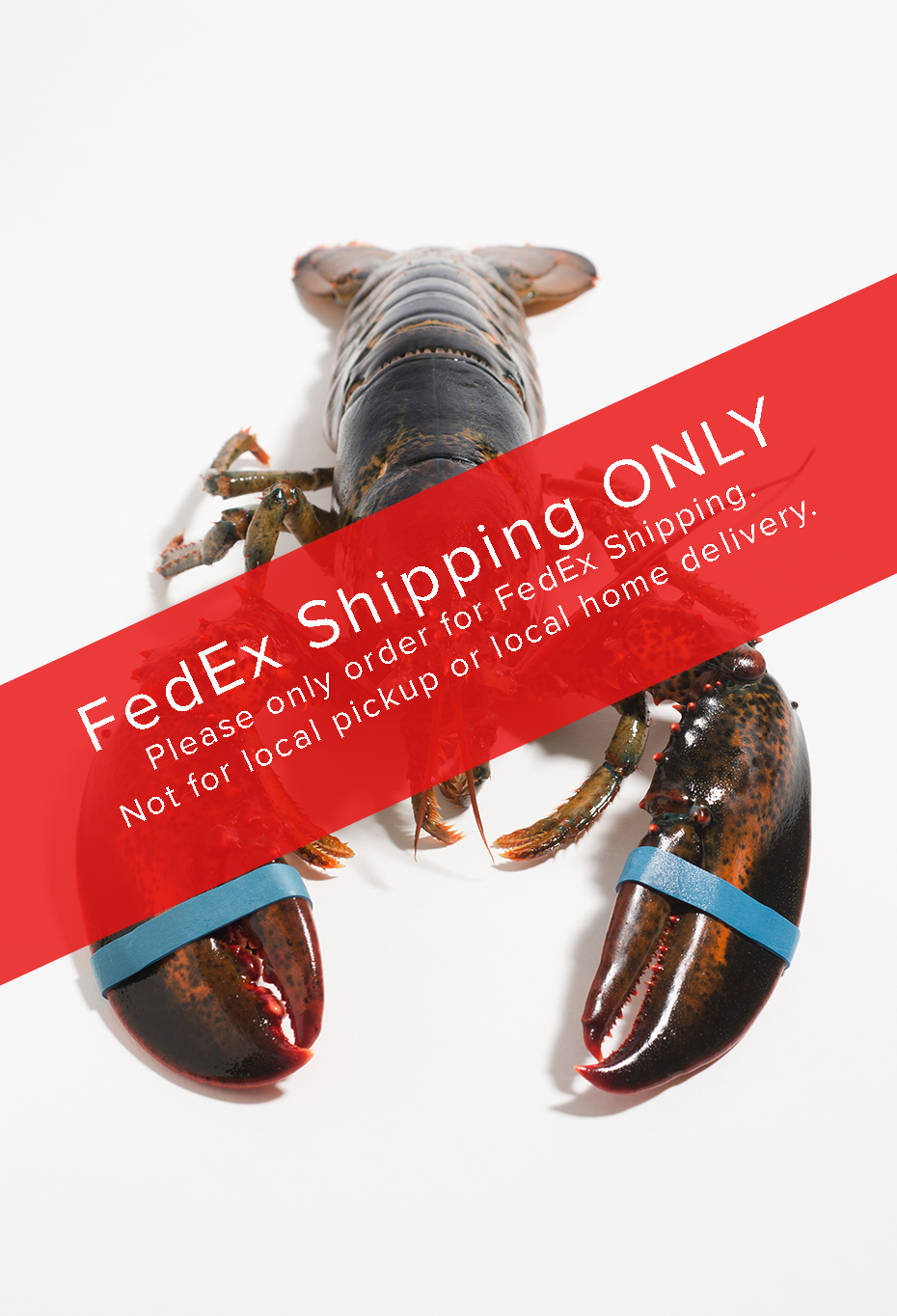 Live Maine Lobster shipped overnight! • Harbor Fish Market