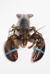 Live Maine lobster image • LV102