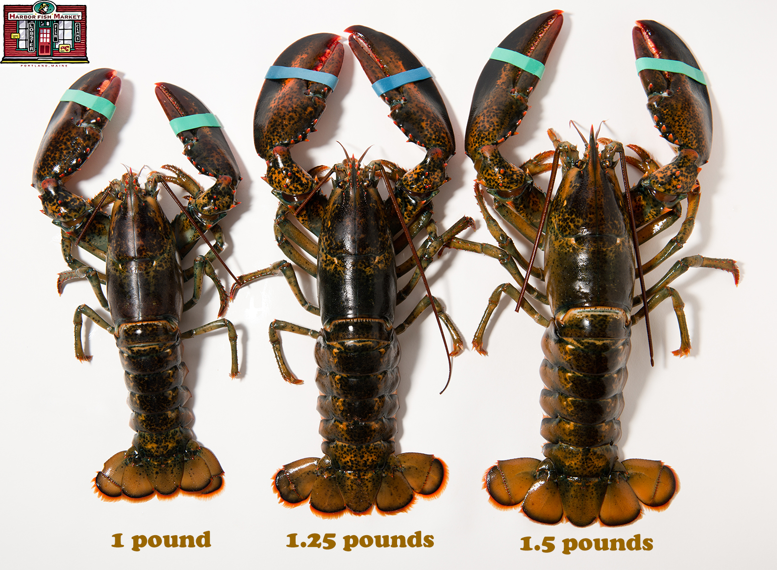 Live Maine Lobster Shipped Overnight Harbor Fish Market