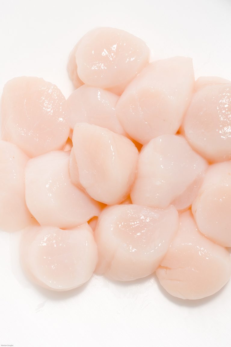 Fresh Scallops (medium) • Harbor Fish Market