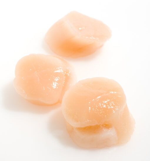 Fresh Scallops (Jumbo) • Harbor Fish Market