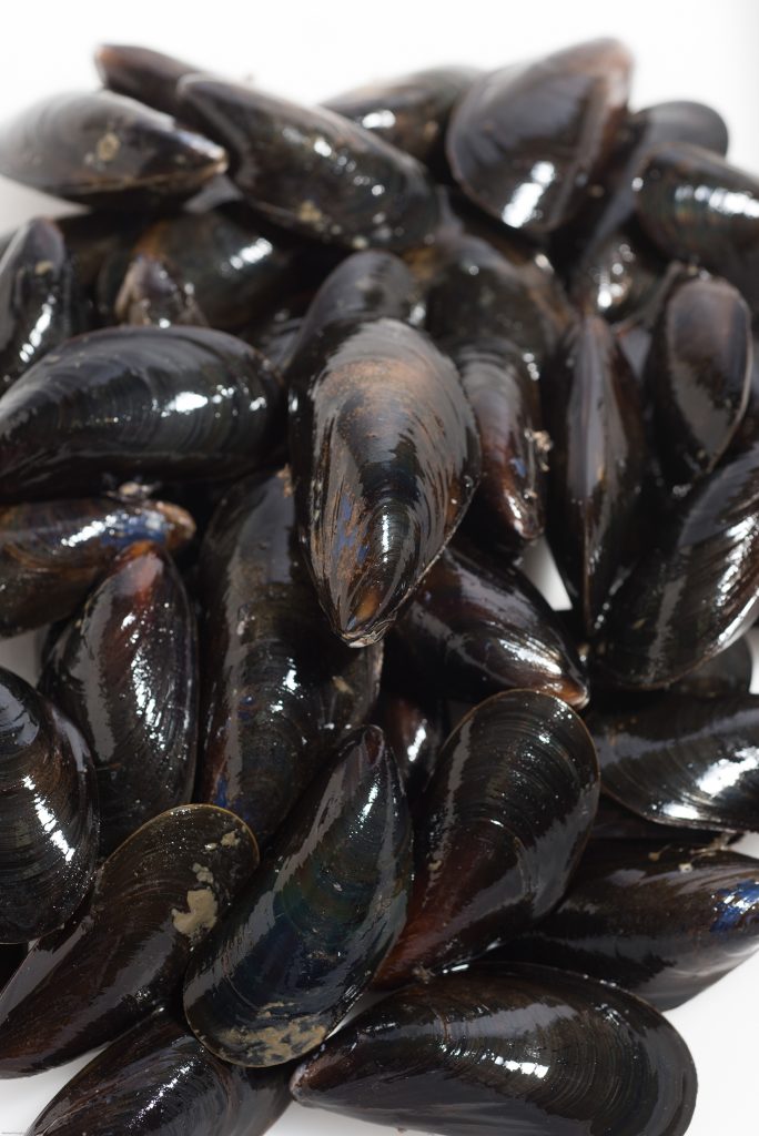 Live RopeGrown Maine Mussels • Harbor Fish Market