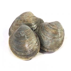 Live Countneck Clams