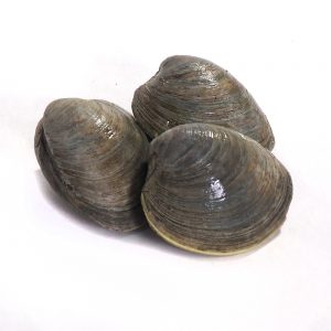 Live Topneck Clams