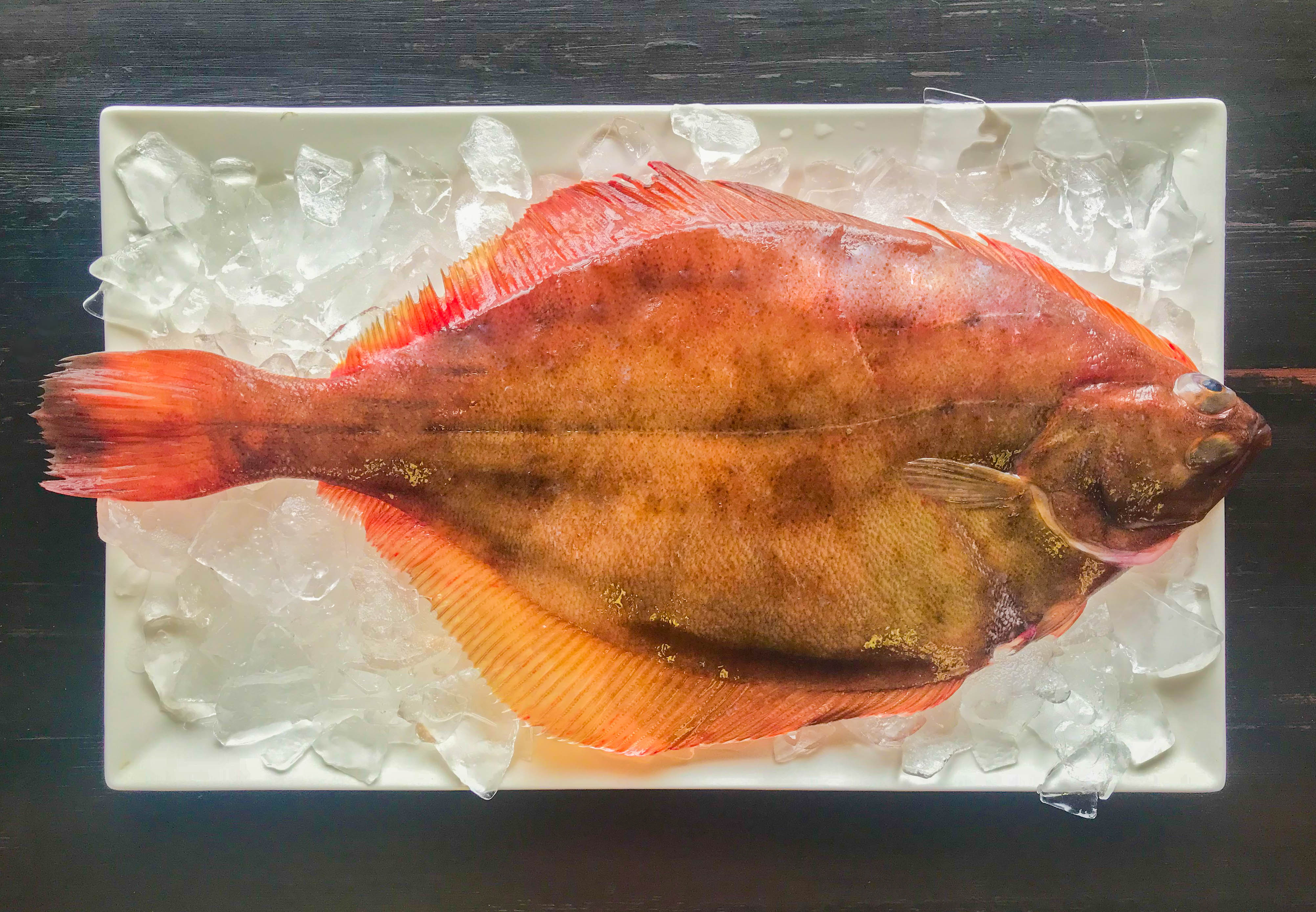 Flounder: Everything you need to know • Harbor Fish Market