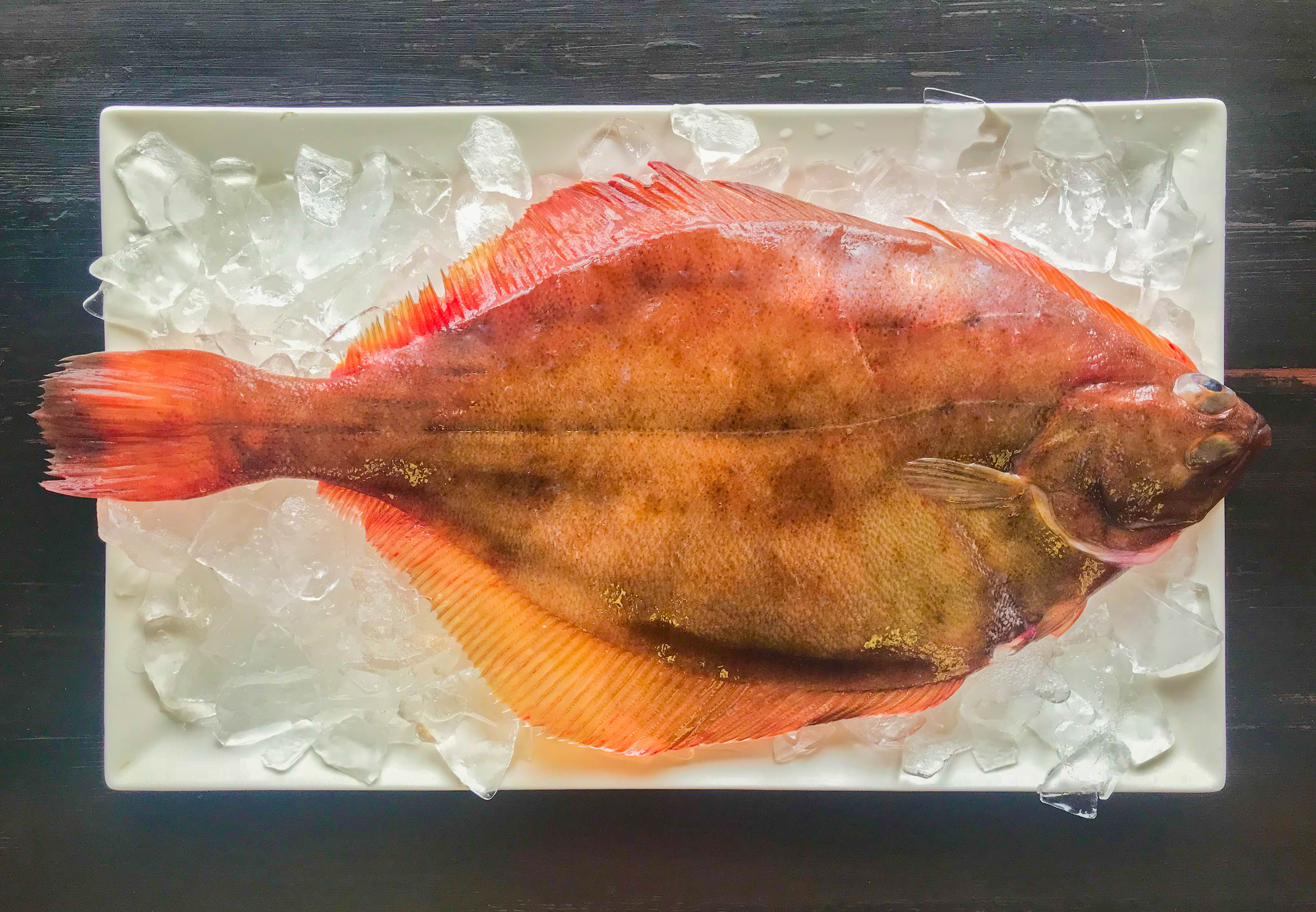 flounder-everything-you-need-to-know-harbor-fish-market