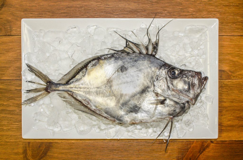 john-dory-everything-you-need-to-know-harbor-fish-market