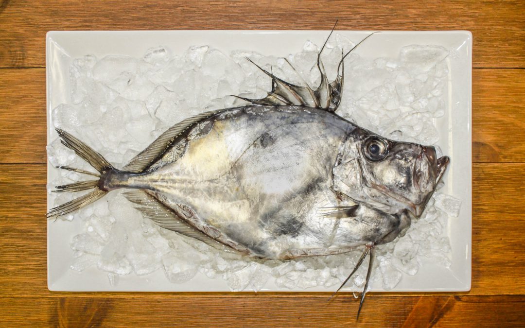 John Dory:  Everything you need to know