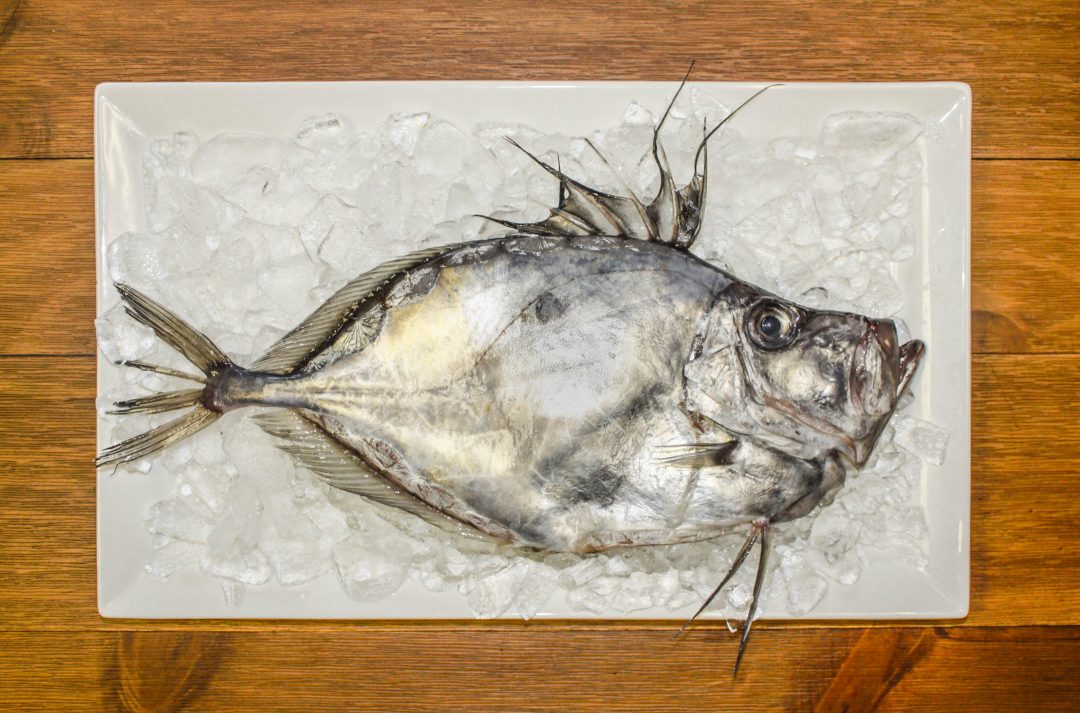 John Dory Everything you need to know • Harbor Fish Market