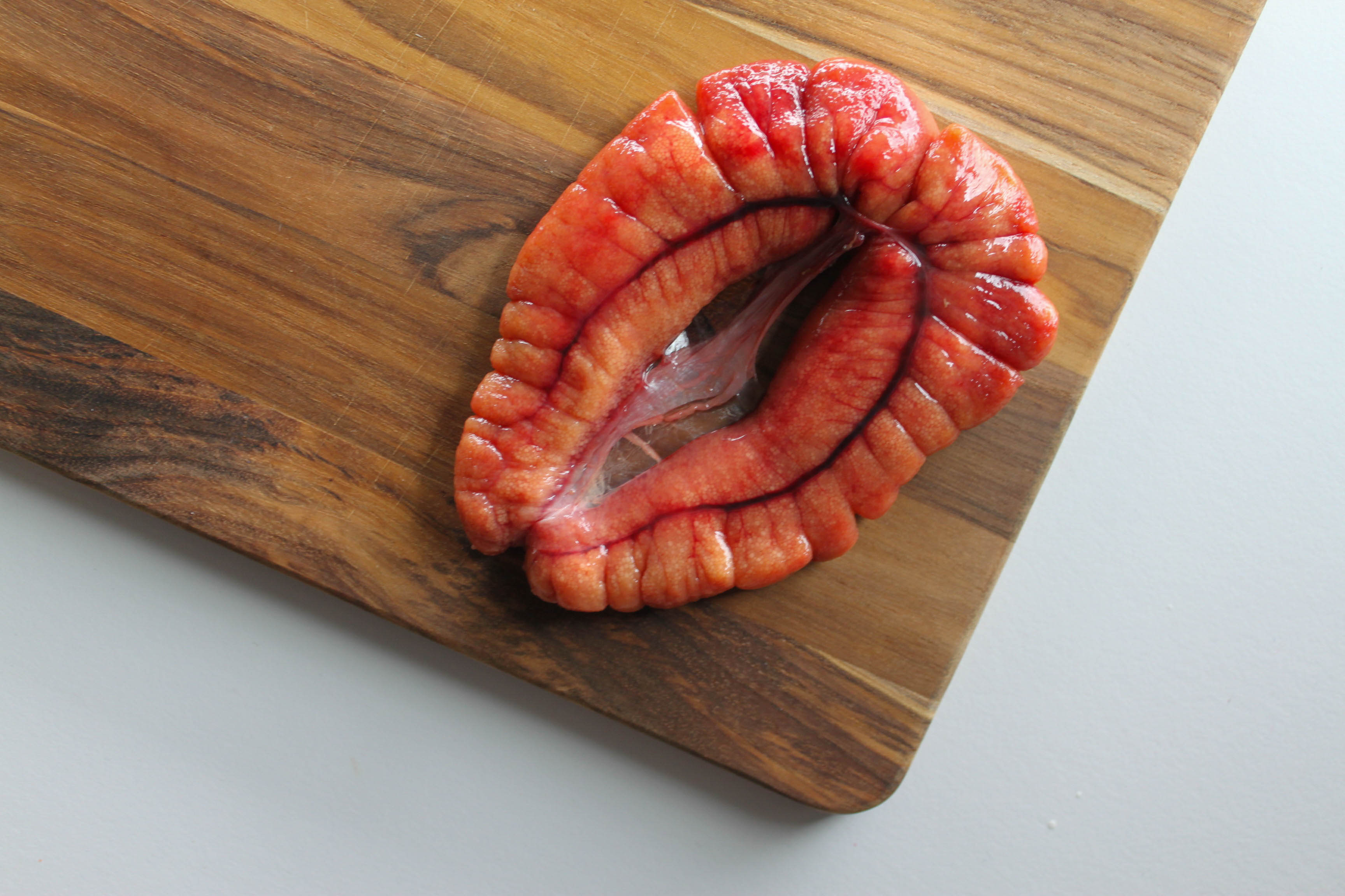 Shad Roe: What is it? • Harbor Fish Market