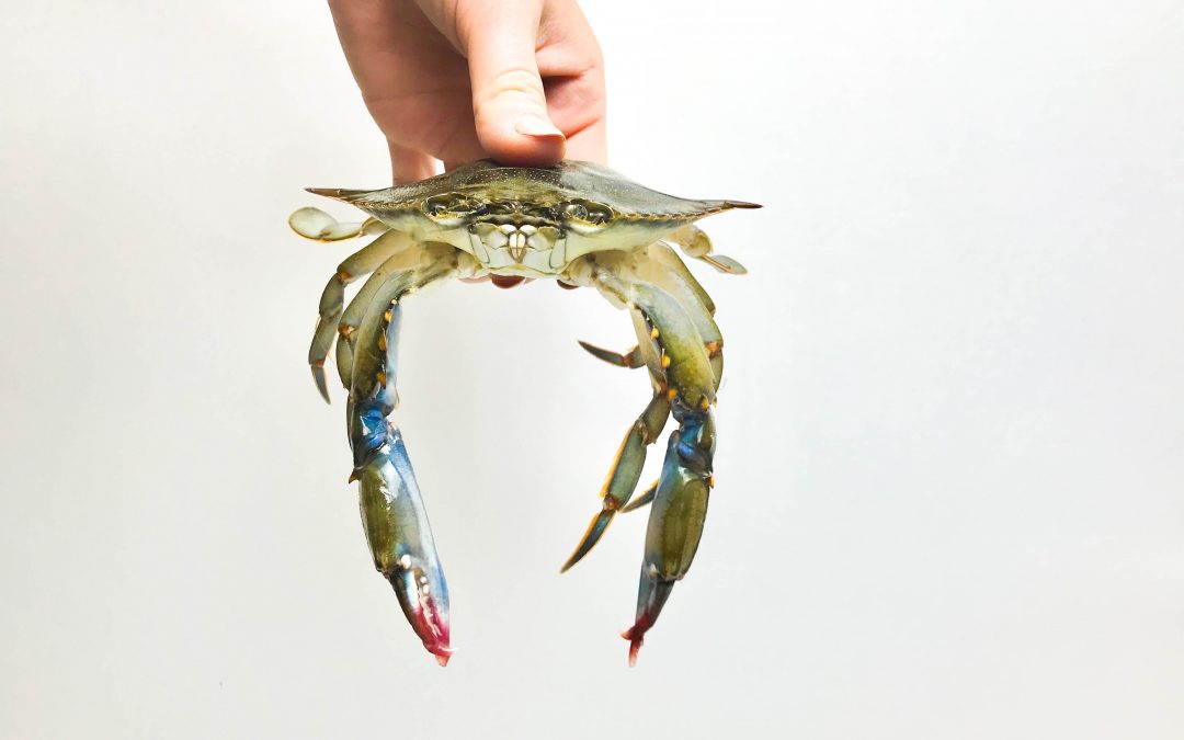 Soft Shell Crabs: What are they & what do you do with them?