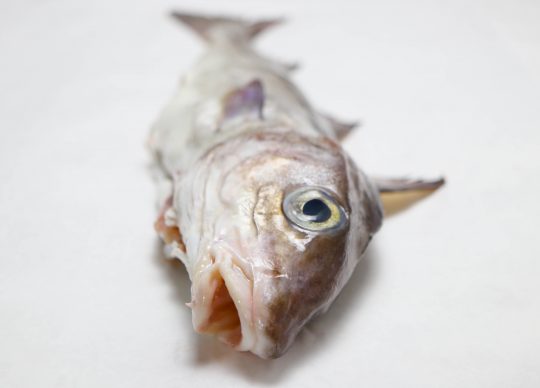 Haddock: A fish we know and love