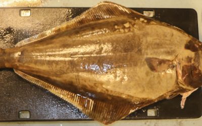 Halibut: The Largest Flatfish