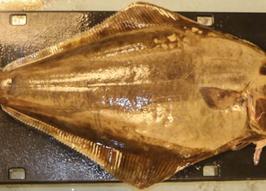 Halibut: The Largest Flatfish