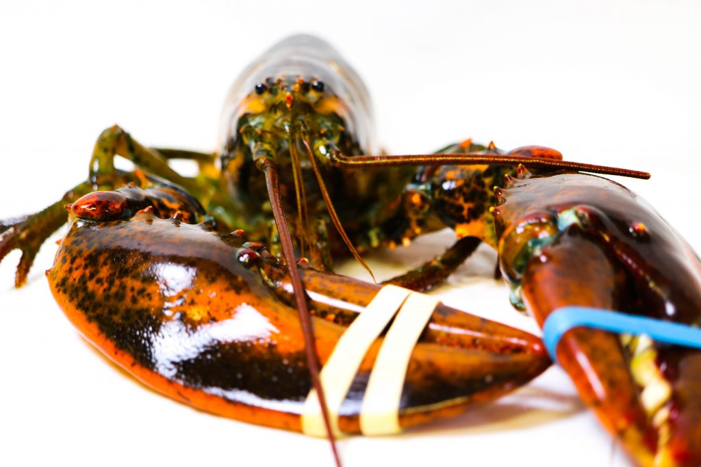 LOBSTER The Battle Between HardShell and SoftShell Lobsters • Harbor