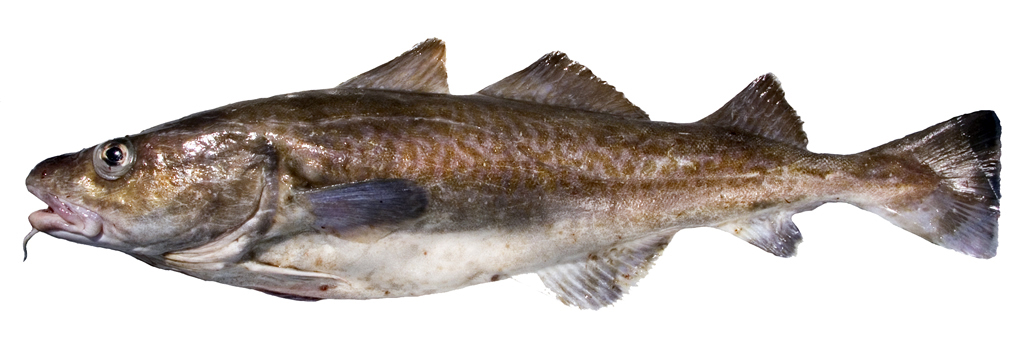 cod-the-staple-fish-of-the-north-atlantic-harbor-fish-market