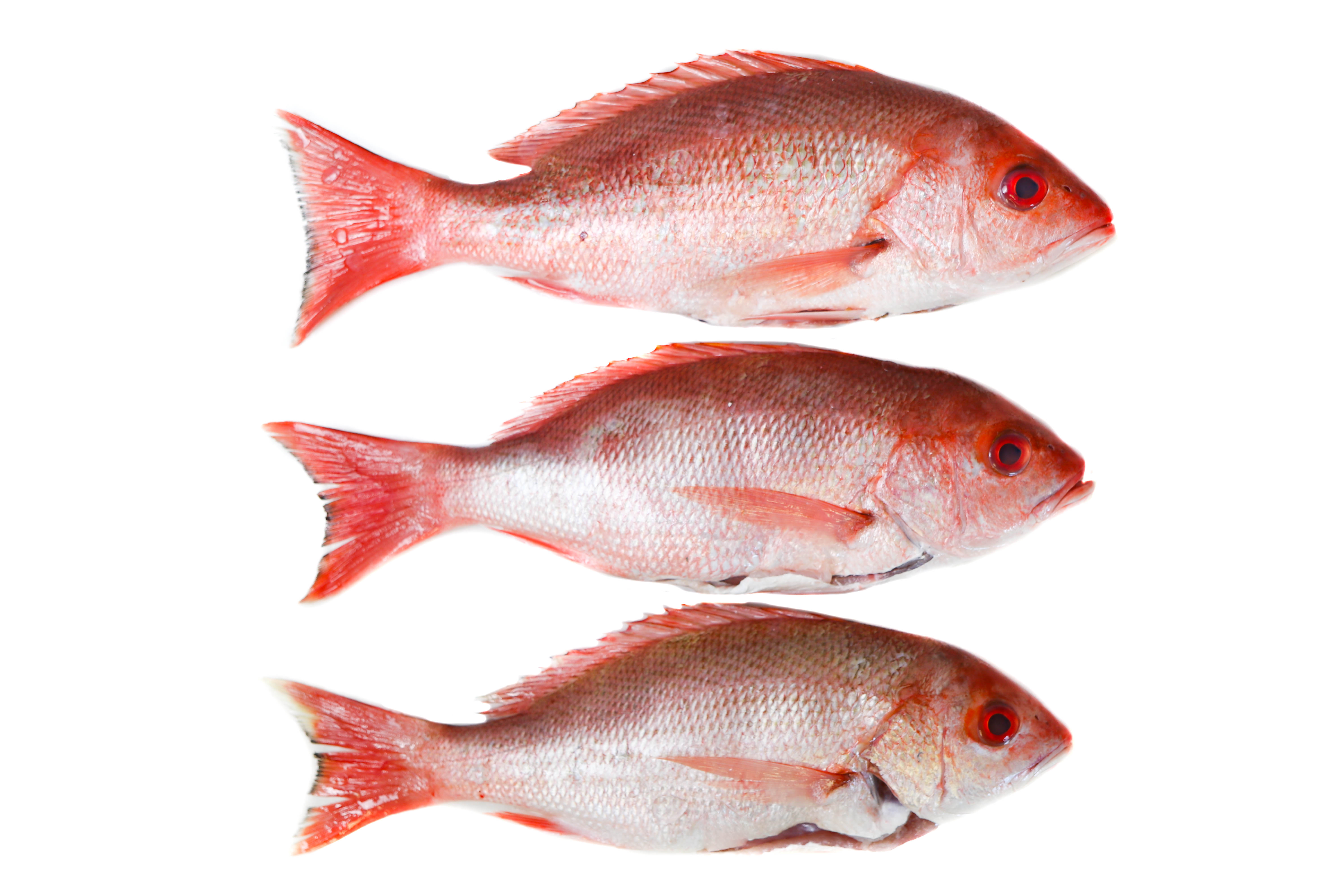 Background Of Fresh Red Sniper Fish On The Asian Fish Market Stock