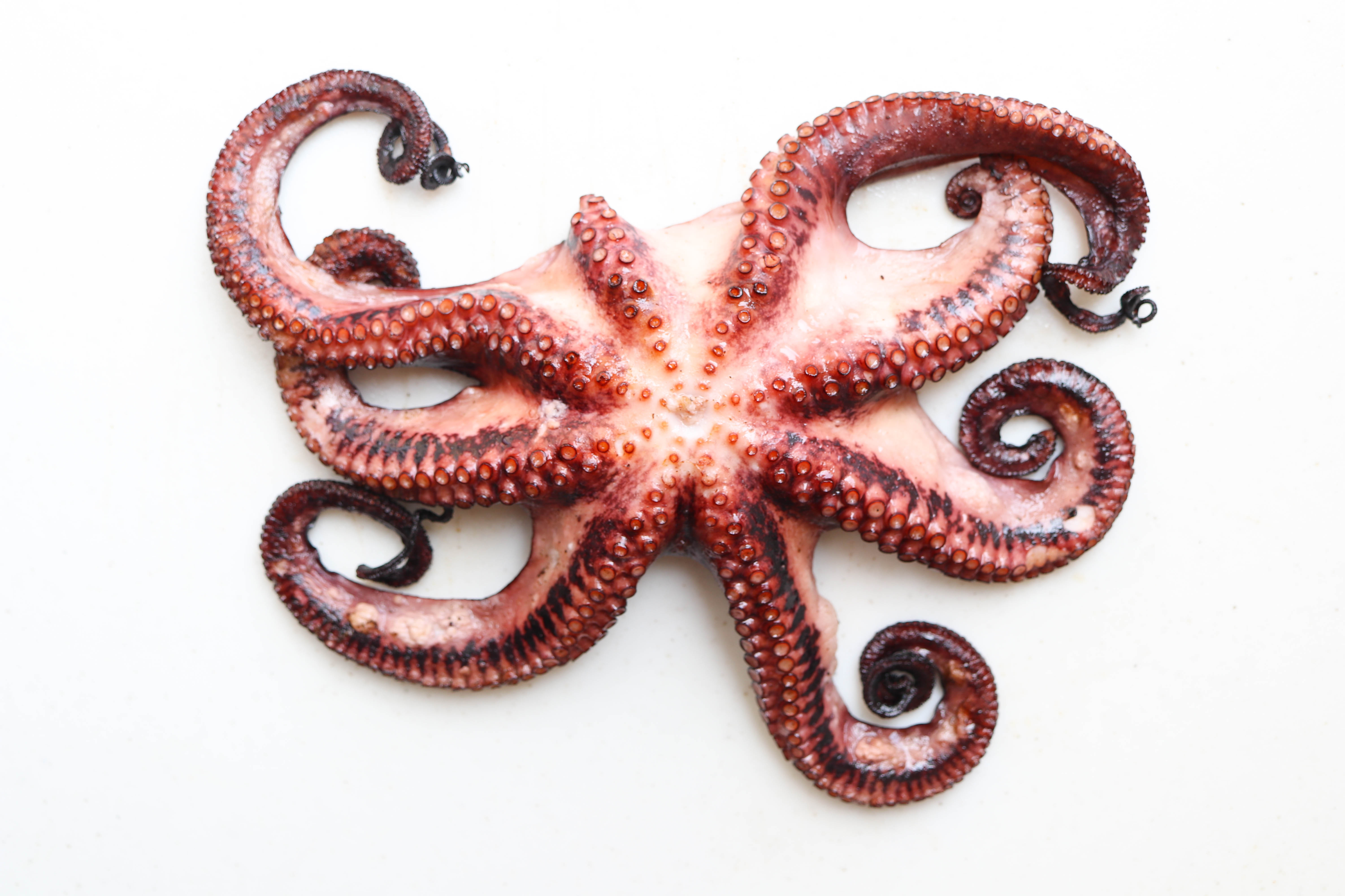 Italian-Style Grilled Octopus * Harbor Fish Market.