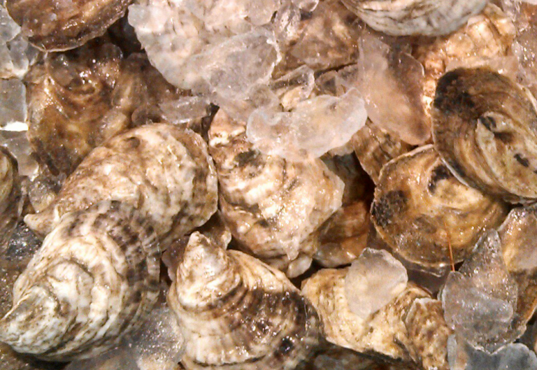 How Do Oysters Form Pearls? • Harbor Fish Market
