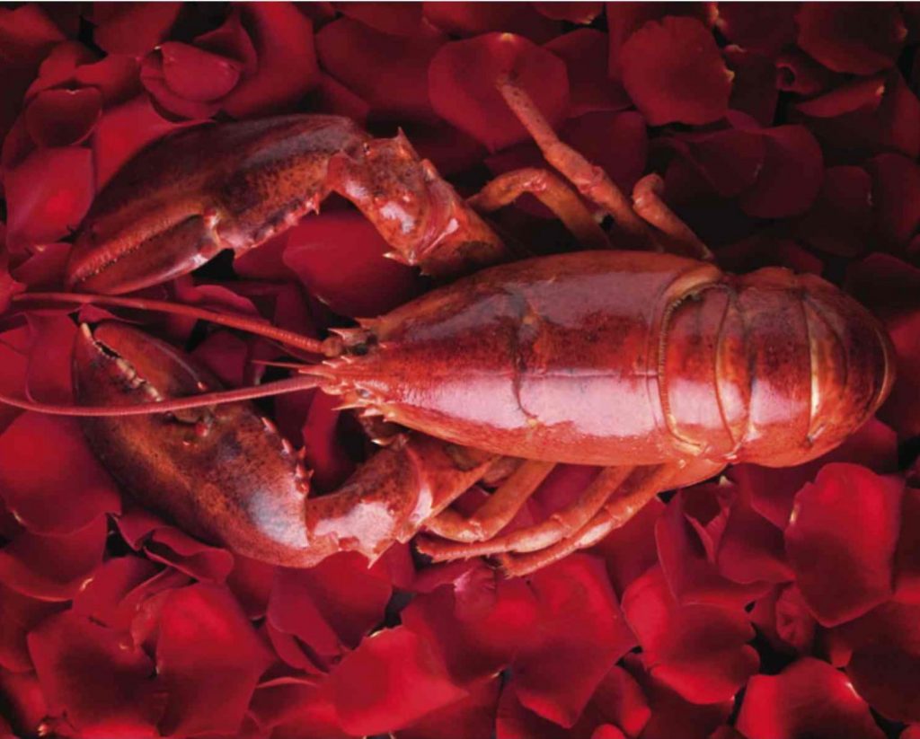 The Connection Between Lobster and Love • Harbor Fish Market