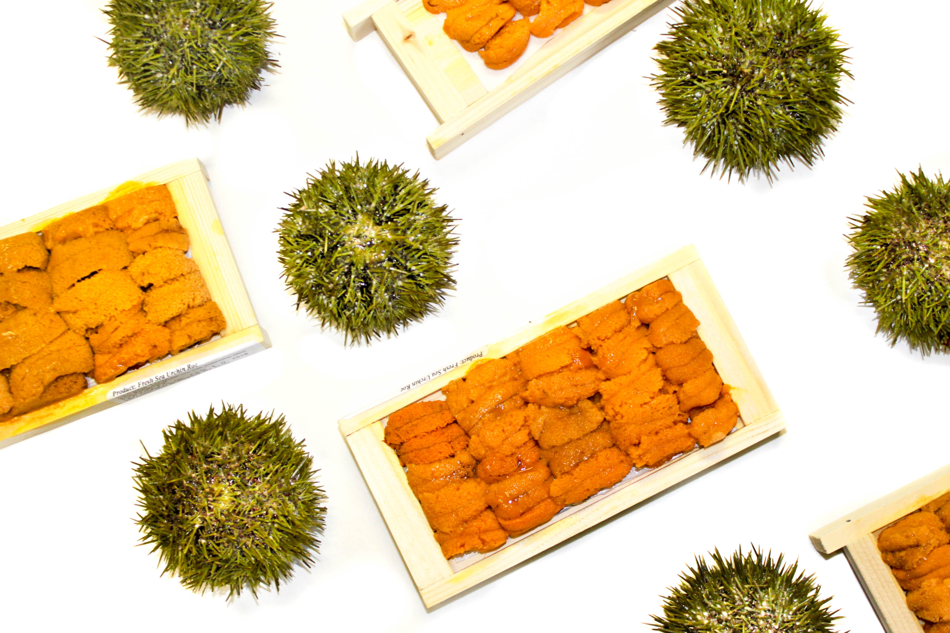 What is Uni: A Complete Guide to Sea Urchin • Harbor Fish Market