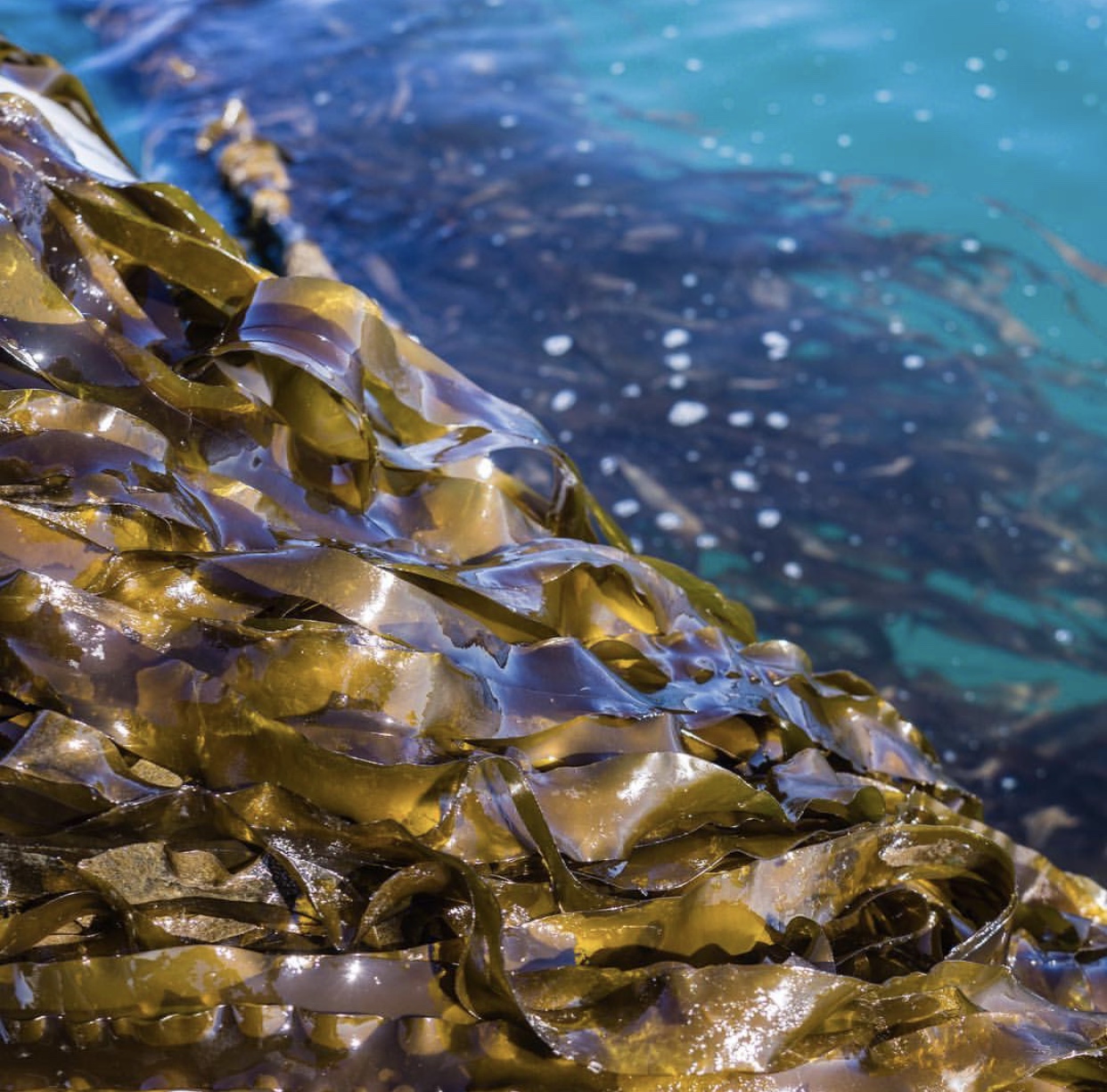 What is clearance seaweed