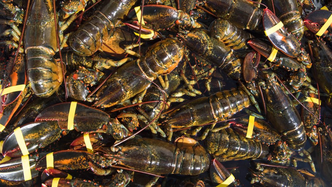 The History of the Maine Lobster Industry • Harbor Fish Market