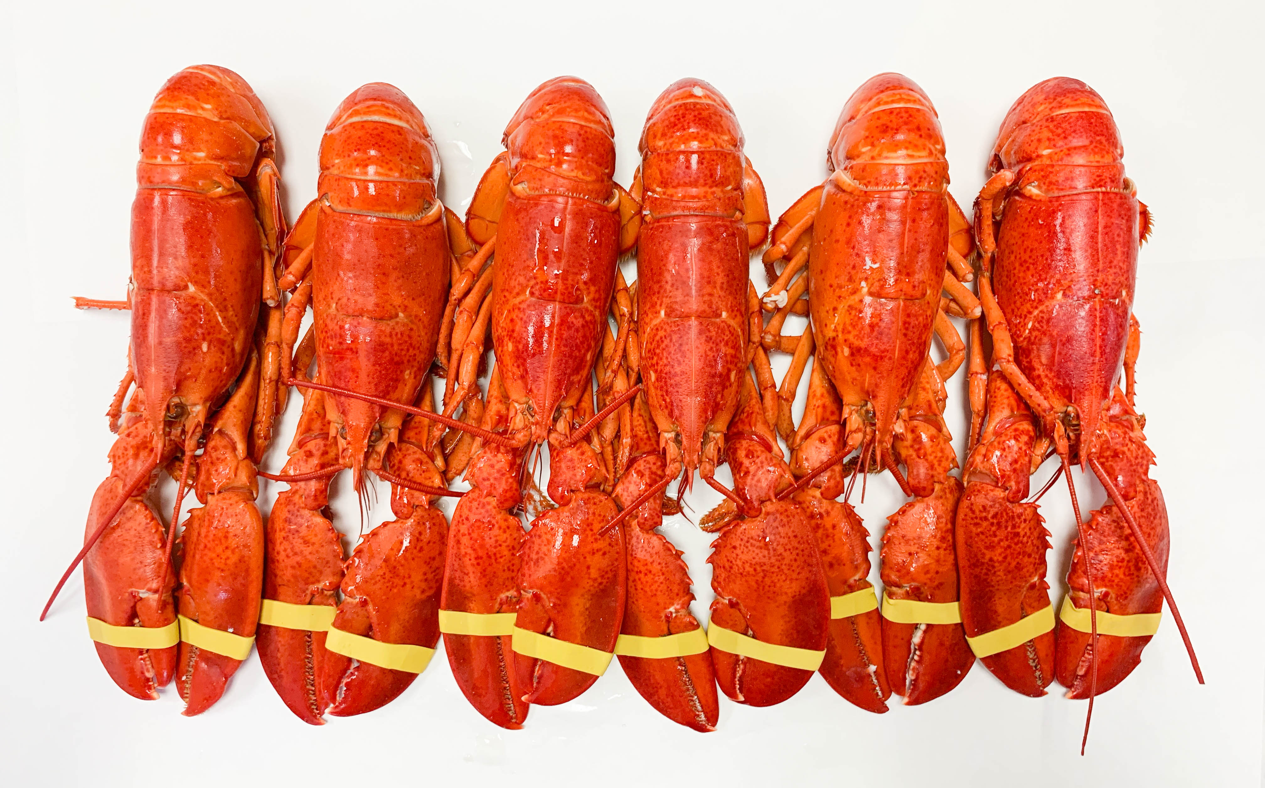 Special! 6x Fresh Cooked 1.25 lb Maine Lobsters • Harbor ...