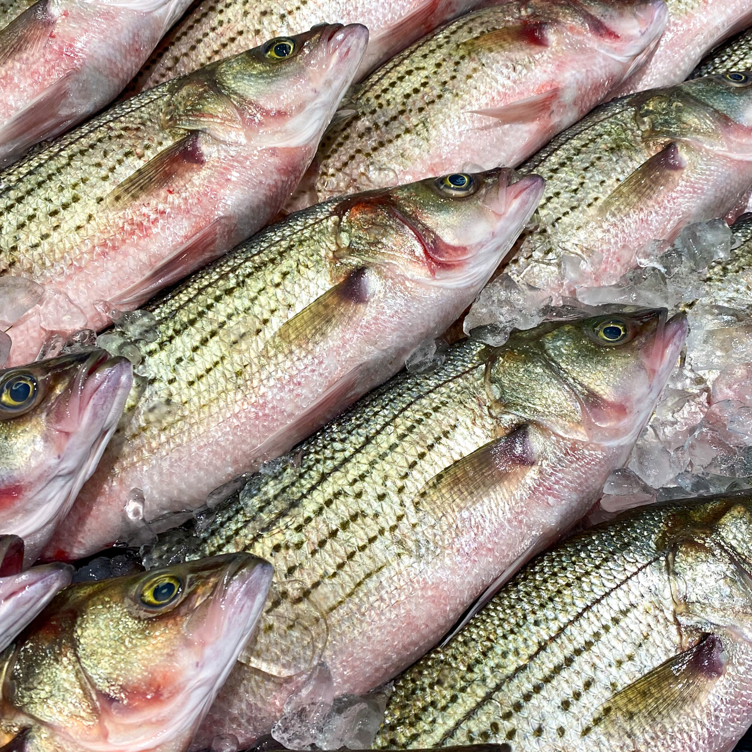 Fresh Hybrid Bass (Whole) • Harbor Fish Market