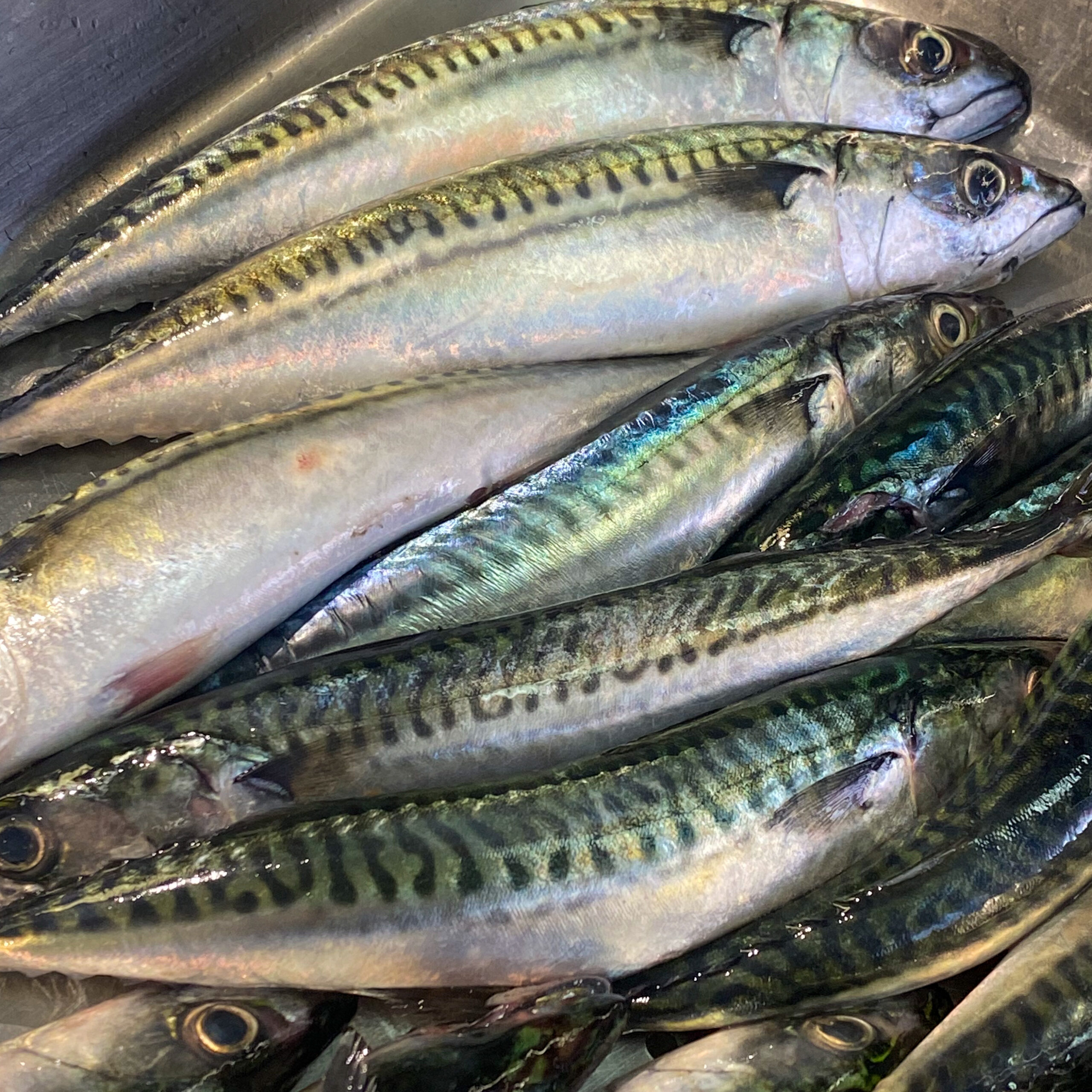 Fresh Mackerel (Whole) • Harbor Fish Market
