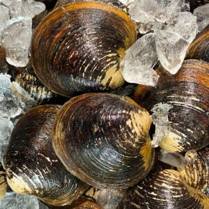Live Mahogany Clams