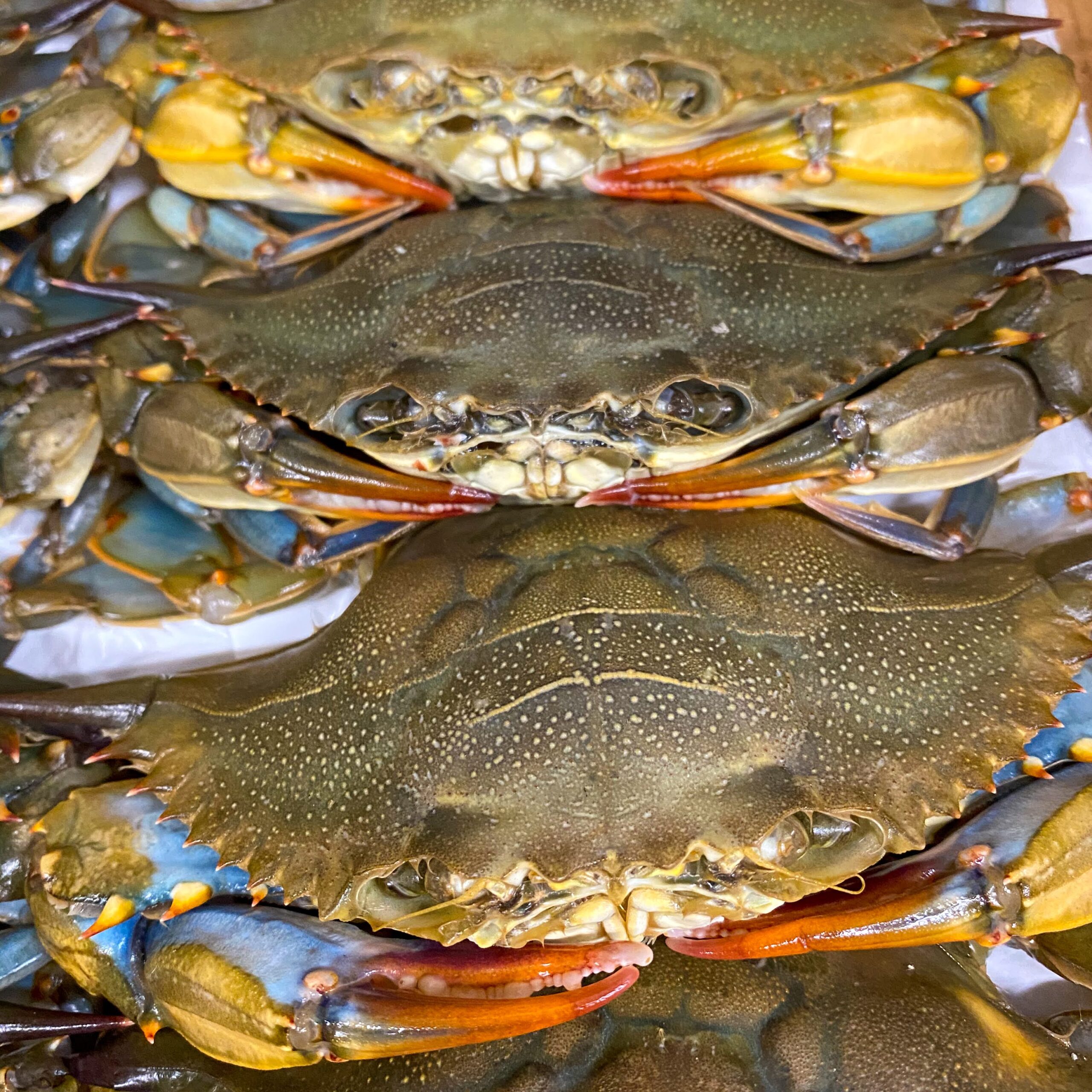 Fresh Maryland Soft Shell Crab • Harbor Fish Market