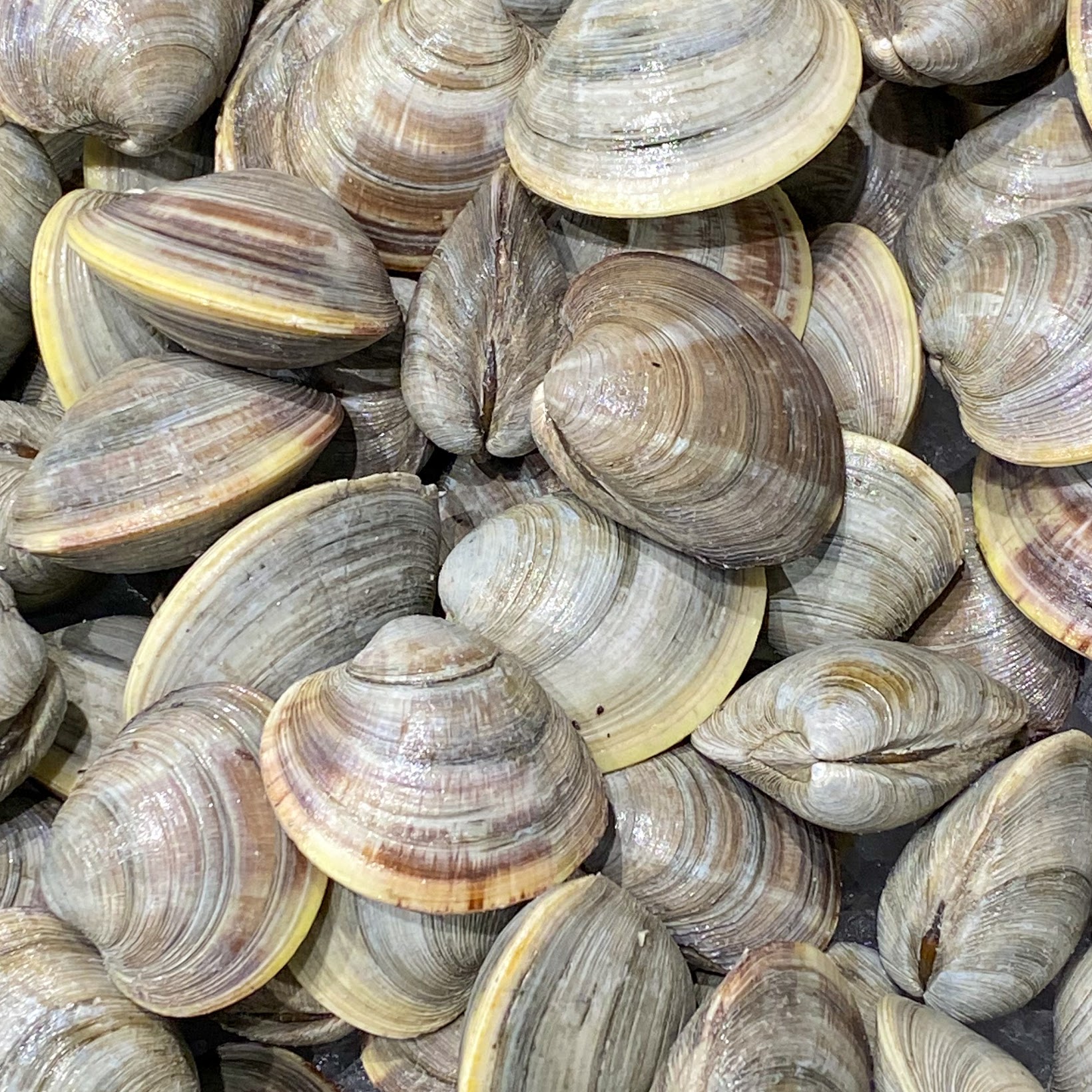 Premium Live Hard Shell Clams • Harbor Fish Market