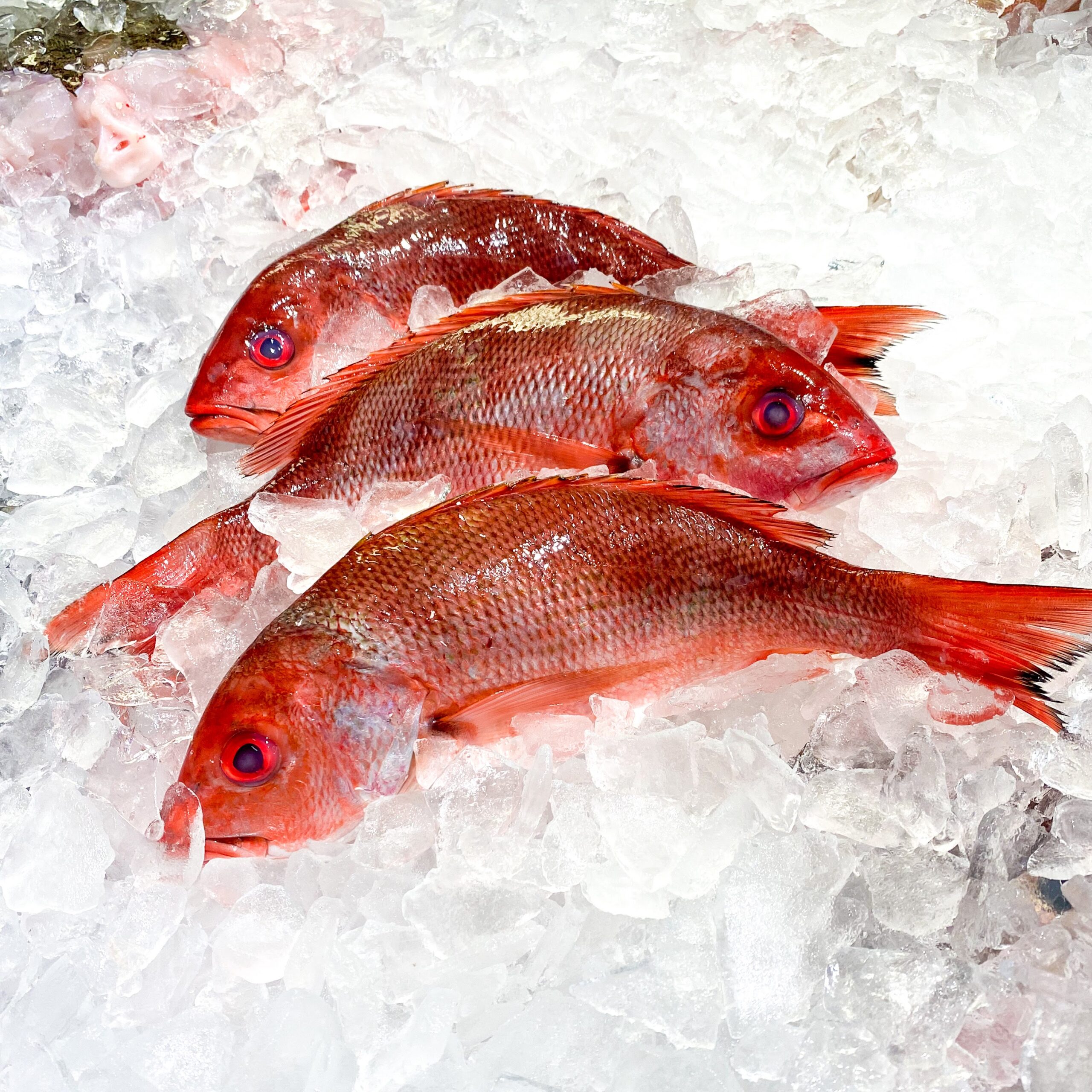 Fresh Snapper Whole • Harbor Fish Market