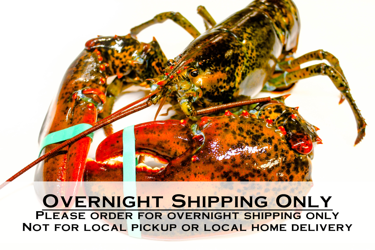 Live Maine Lobster shipped overnight! • Harbor Fish Market